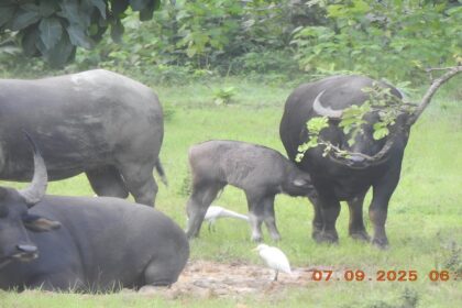 Wildlife Conservation