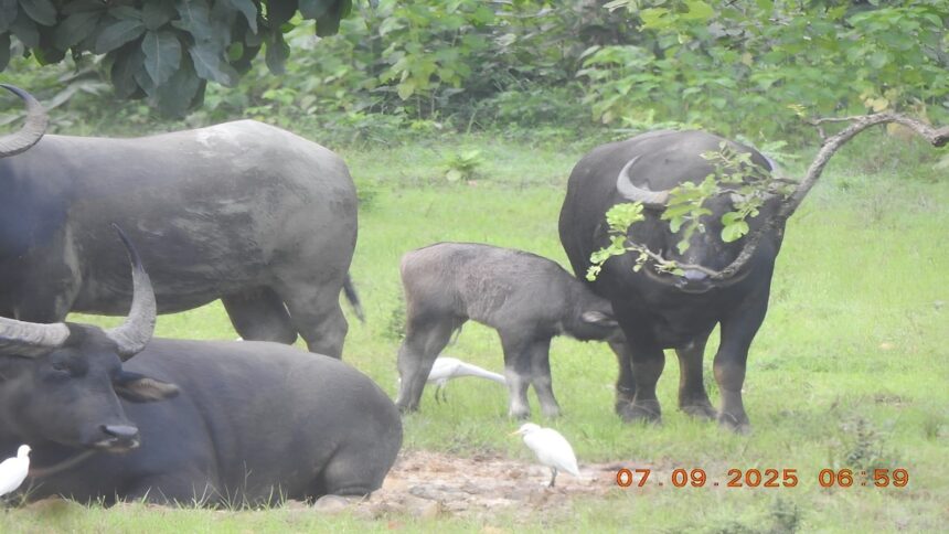 Wildlife Conservation