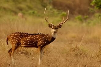 Wildlife Protection