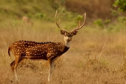 Wildlife Protection