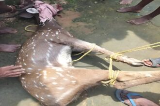 Wildlife Rescue