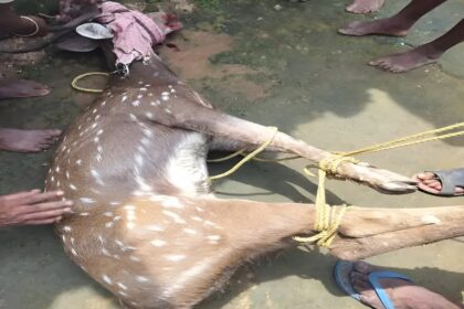 Wildlife Rescue
