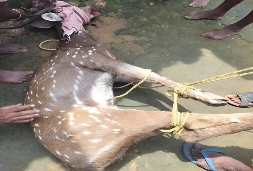 Wildlife Rescue