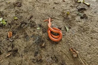 Rare Snake Sighting
