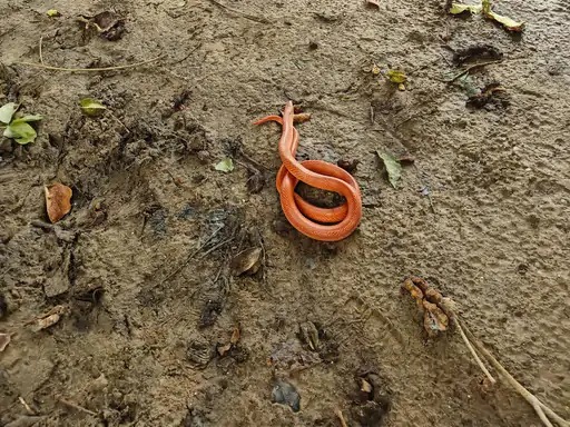 Rare Snake Sighting