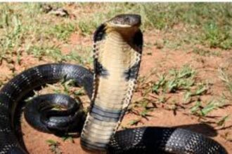 Snake Venom Trade in Haridwar