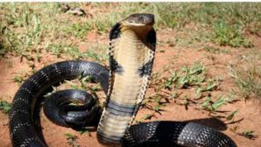 Snake Venom Trade in Haridwar