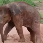 Elephant Attack