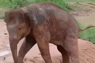 Elephant Attack