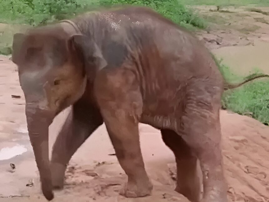 Elephant Attack