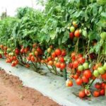 Chhattisgarh Tomato Farming