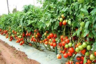 Chhattisgarh Tomato Farming