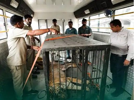 Baghin Bijli Death