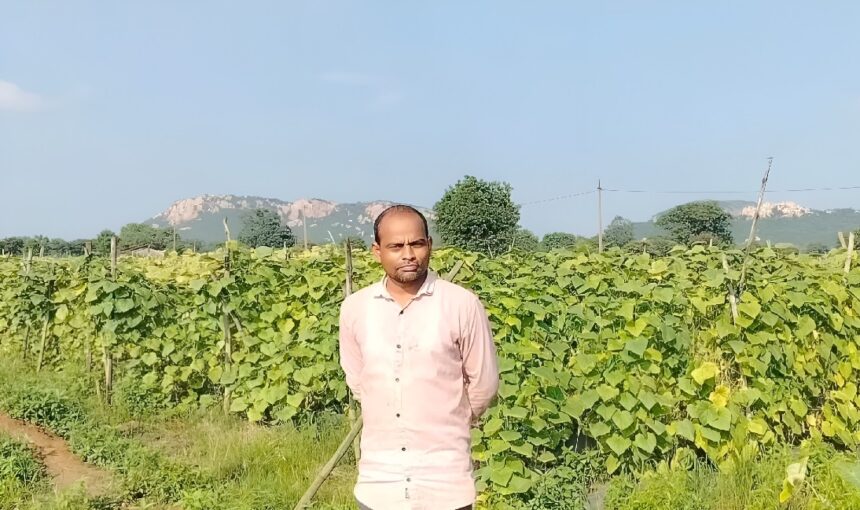 Cash Crop Farming Chhattisgarh