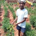 Chilli Farming Chhattisgarh