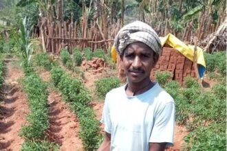 Chilli Farming Chhattisgarh
