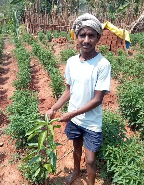 Chilli Farming Chhattisgarh