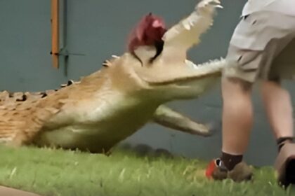 Crocodile Attack Odisha