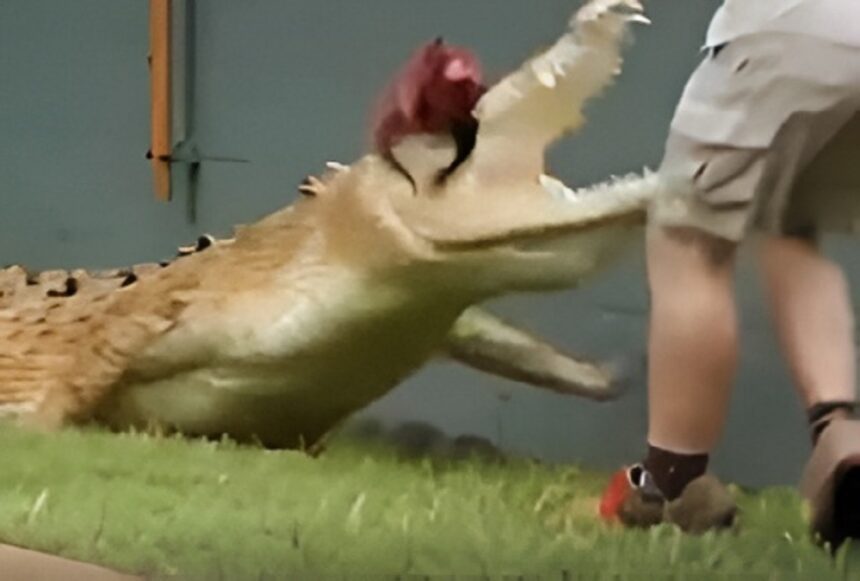 Crocodile Attack Odisha