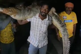 Crocodile Rescue in Kota