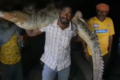Crocodile Rescue in Kota