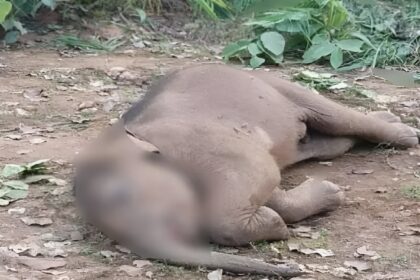 Elephant Calf Death
