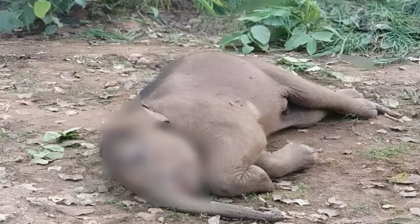 Elephant Calf Death