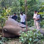 Elephant Death Raigarh