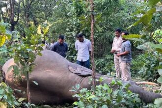 Elephant Death Raigarh