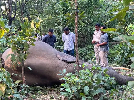 Elephant Death Raigarh