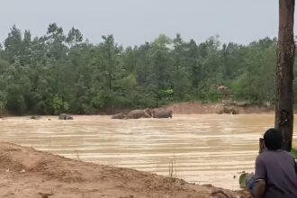 Elephant Herd Movement
