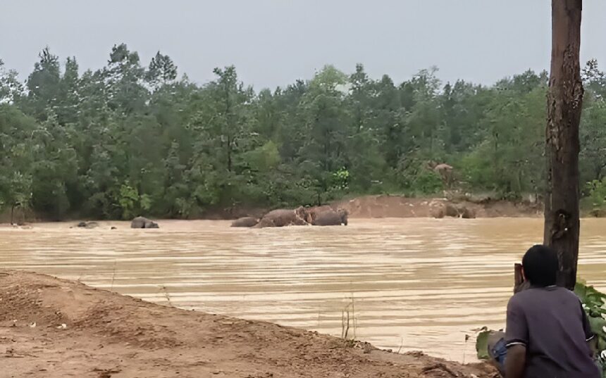 Elephant Herd Movement