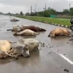 Hasdeo River Cows