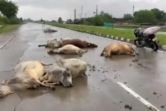 Hasdeo River Cows