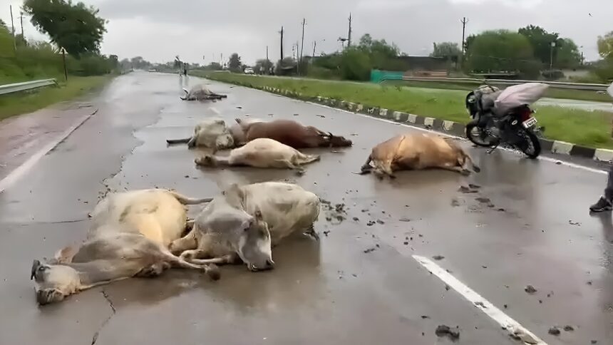 Hasdeo River Cows