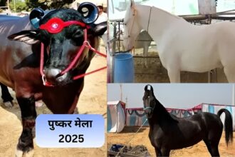 Pushkar Cattle Fair Rajasthan