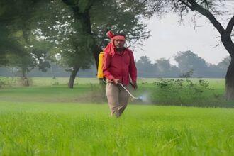 Rice Crop Disease Alert