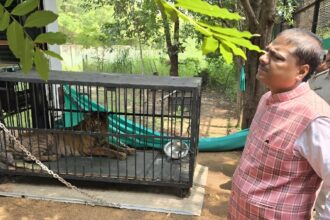 Wild Animal Treatment