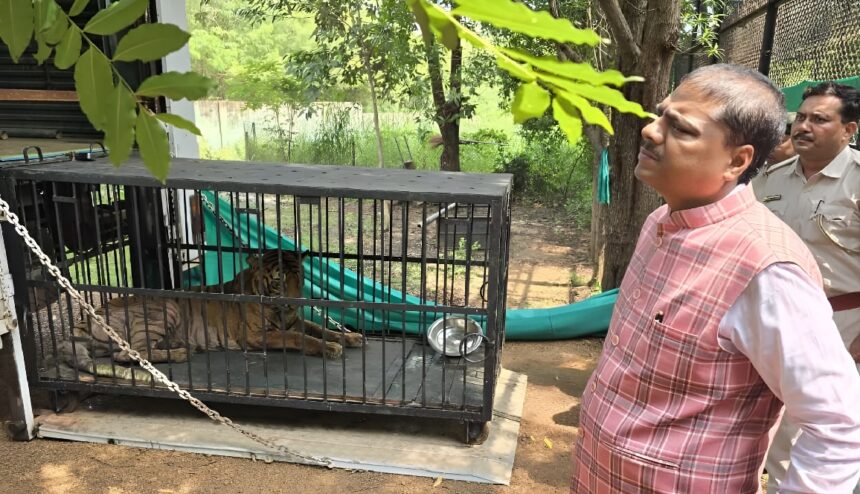 Wild Animal Treatment