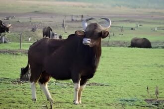 Wild Bison Poaching Chhattisgarh