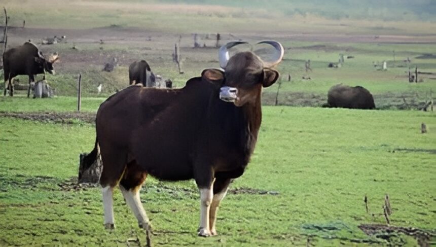 Wild Bison Poaching Chhattisgarh