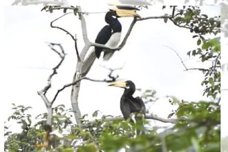 Wildlife Conservation