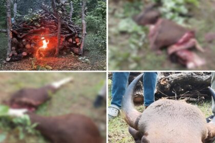 Wildlife Crime