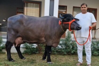 Dairy Farming