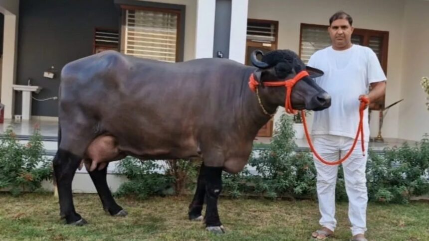 Dairy Farming
