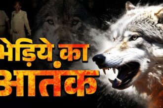 Wolf Attack Incident