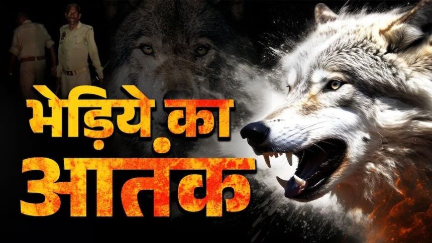 Wolf Attack Incident