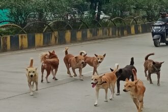 Ambikapur Dog Vaccination