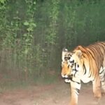 Bar Nawapara Tiger Sighting