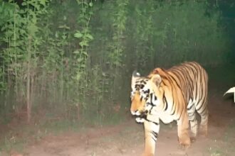 Bar Nawapara Tiger Sighting